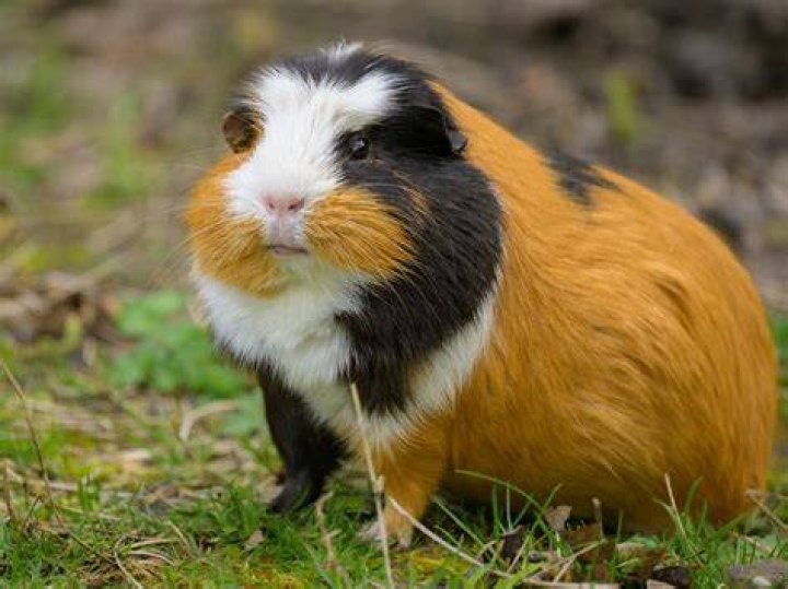 Are guinea pigs half pig?