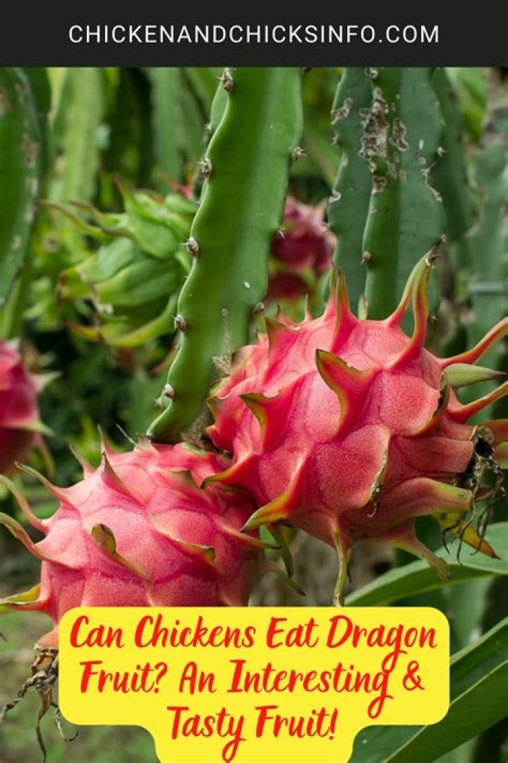 Can Chickens Feast On Dragon Fruit?