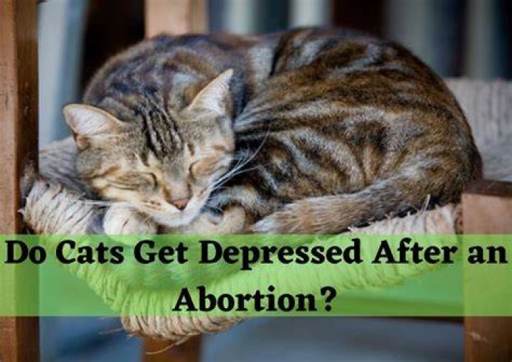 Do cats get depressed when shaved?