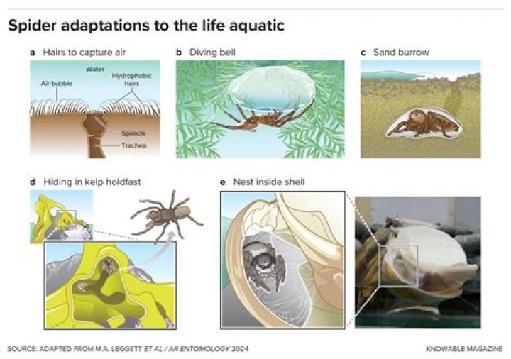 Do spiders need water to survive?