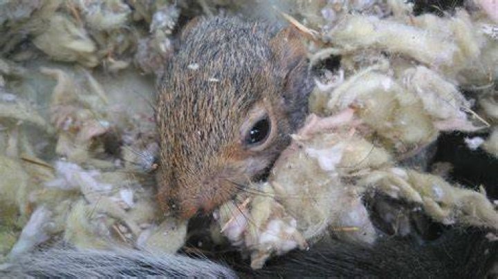Do squirrels have fleas?