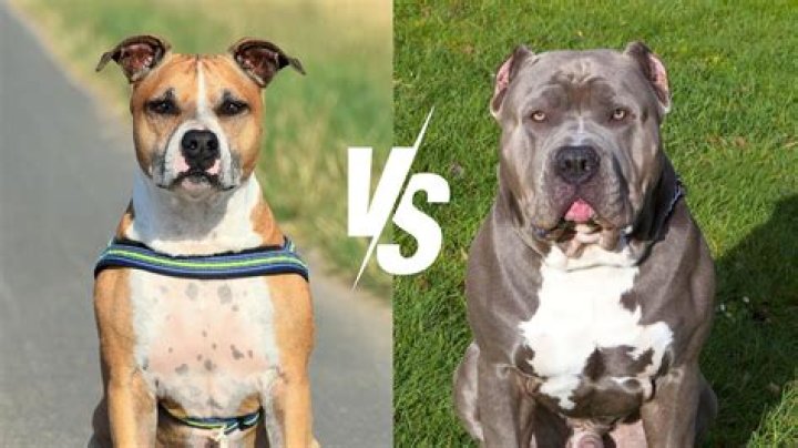 Uncover The Enigmatic World Of The Blue Staffy: A Comprehensive Guide