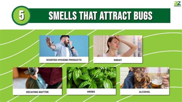 What smells are guys attracted to?