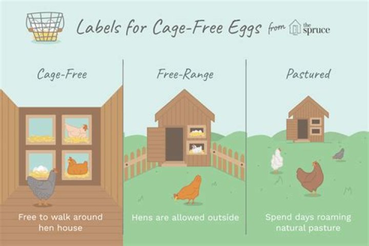 Why cage-free eggs are better?