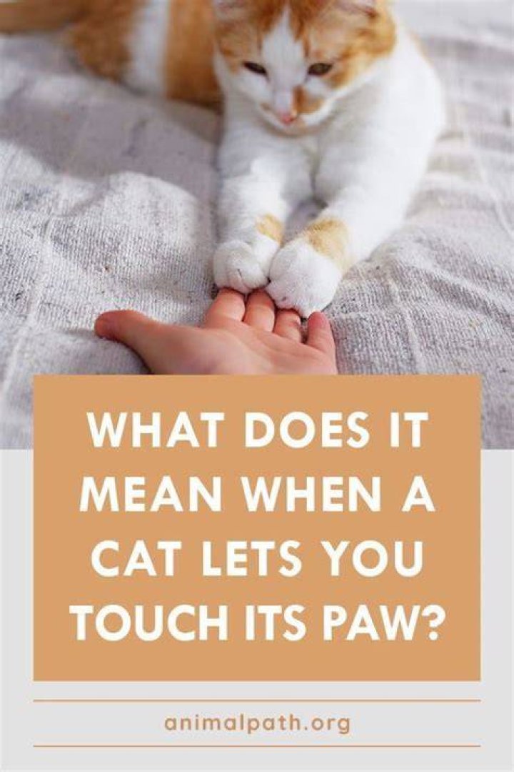 Why does my cat let me touch his paws?