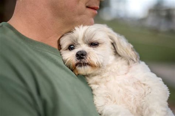 Why does my dog climb on my chest?