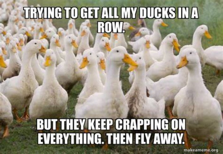 Will my ducks get used to me?